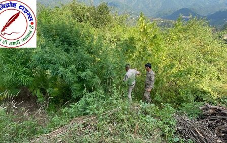 मुक्तेश्वर पुलिस ने नशा मुक्त अभियान के अंतर्गत की अवैध भांग की खेती नष्ट !