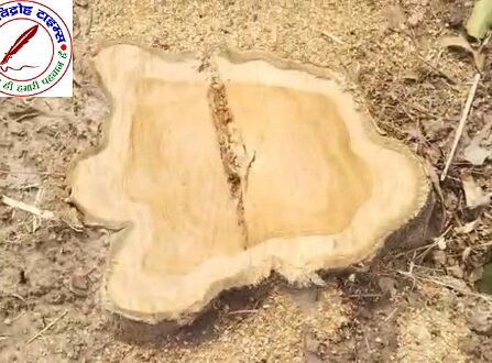 कई लाखों की सागौन के पेड़ को लकड़ी माफियाओं ने काटा !