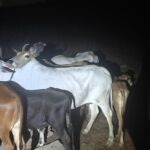 थाना अहरौरा पुलिस द्वारा बदमाश / शातिर दो गौ - तस्कर पुलिस मुठभेड़ में घायल / गिरफ्तार ! कब्जे से 25 राशि गोवंश, दो अवैध तमंचा व कारतूस बरामद !