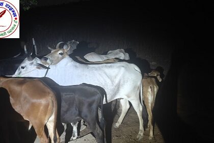 थाना अहरौरा पुलिस द्वारा बदमाश / शातिर दो गौ - तस्कर पुलिस मुठभेड़ में घायल / गिरफ्तार ! कब्जे से 25 राशि गोवंश, दो अवैध तमंचा व कारतूस बरामद !