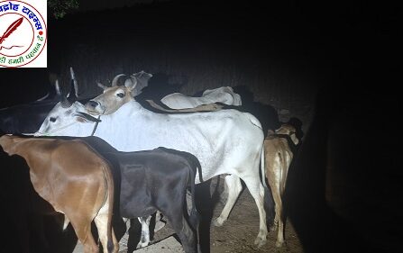 थाना अहरौरा पुलिस द्वारा बदमाश / शातिर दो गौ - तस्कर पुलिस मुठभेड़ में घायल / गिरफ्तार ! कब्जे से 25 राशि गोवंश, दो अवैध तमंचा व कारतूस बरामद !