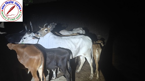 थाना अहरौरा पुलिस द्वारा बदमाश / शातिर दो गौ - तस्कर पुलिस मुठभेड़ में घायल / गिरफ्तार ! कब्जे से 25 राशि गोवंश, दो अवैध तमंचा व कारतूस बरामद !