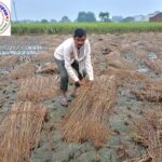 मोथा तूफान और बारिश से किसानों को हुई भारी क्षति ! तैयार हुई धान कि फसल खेत में ही होने लगी अंकुरित !