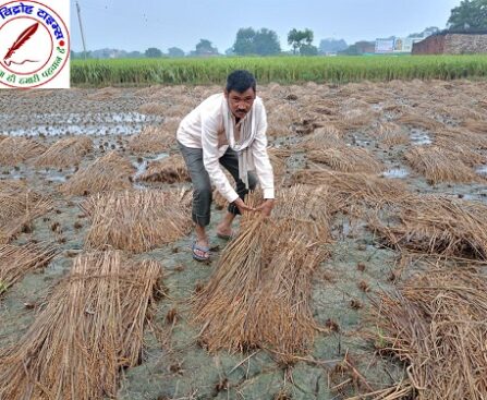 मोथा तूफान और बारिश से किसानों को हुई भारी क्षति ! तैयार हुई धान कि फसल खेत में ही होने लगी अंकुरित !