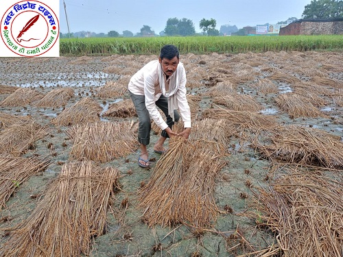 मोथा तूफान और बारिश से किसानों को हुई भारी क्षति ! तैयार हुई धान कि फसल खेत में ही होने लगी अंकुरित !
