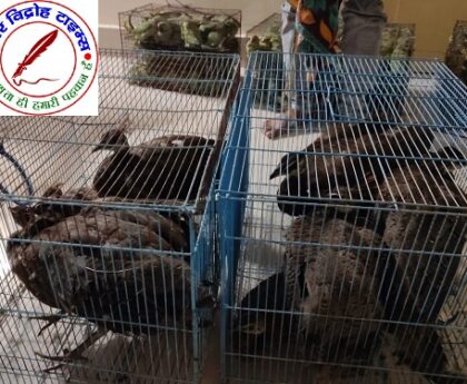 245 तोते और 12 मोरों के साथ 4 वन्यजीव तस्कर गिरफ्तार, अंतरराज्यीय गैंग का पर्दाफाश ! एसटीएफ की बड़ी कार्यवाही !